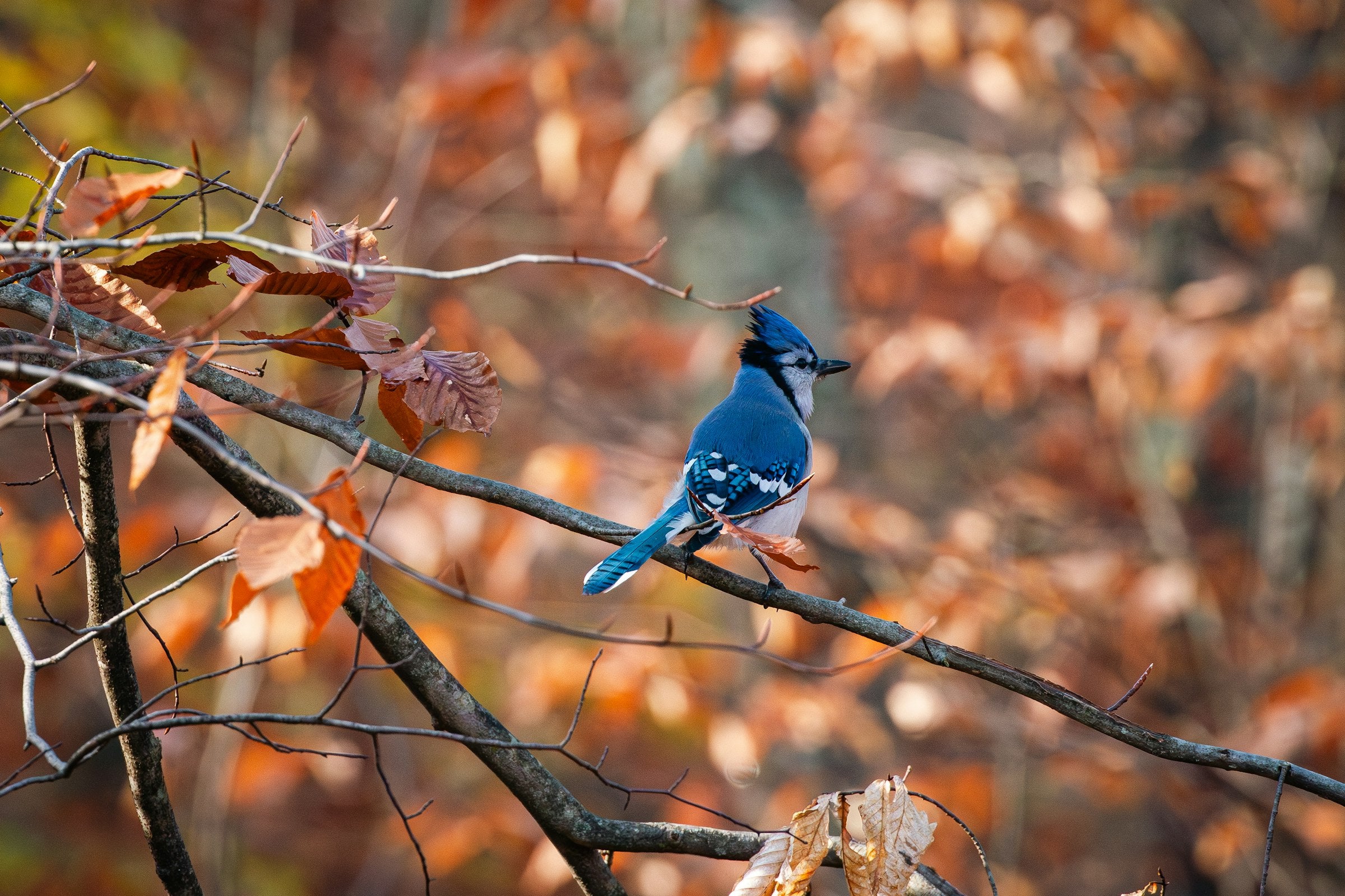 Vermont fall foliage